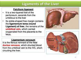 肝的韌帶 肝的韌帶