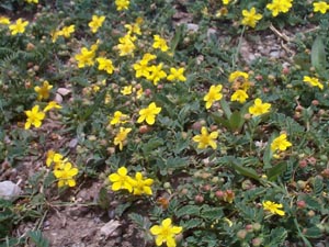 雪域奇葩 雪域奇葩