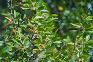 山口紅樹林生態自然保護區