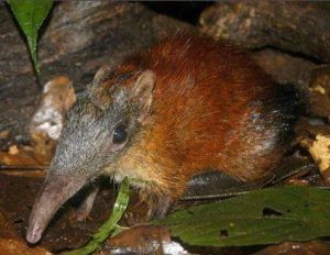 巨型象鼩 巨型象鼩