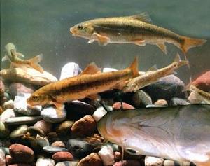 保山裂腹魚 保山裂腹魚