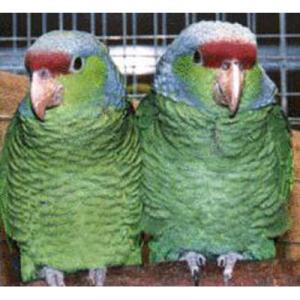 紫冠亞馬遜鸚鵡