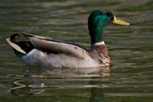 綠頭鴨美國亞種