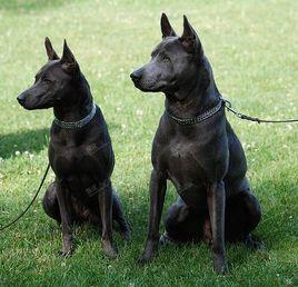 馬赫泰犬 馬赫泰犬