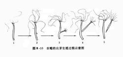 水螅的出芽生殖過程