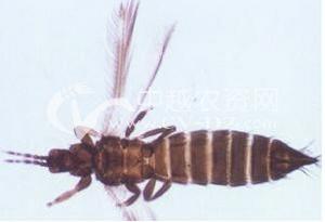 水稻端大薊馬 水稻端大薊馬