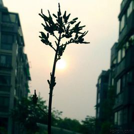 又一個早晨 又一個早晨