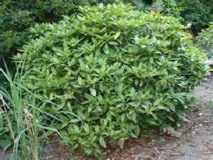 倒披針葉珊瑚 倒披針葉珊瑚