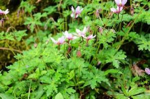 反瓣老鸛草 反瓣老鸛草