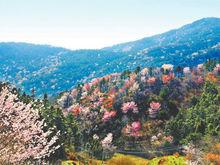 湖北紅安天台山