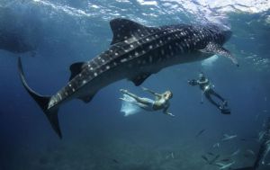Whale shark