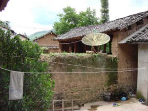 紅李子樹 紅李子樹