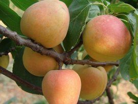 仰韶大杏 仰韶大杏