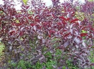 紫葉矮櫻 紫葉矮櫻