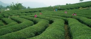 黃山猴魁 黃山猴魁