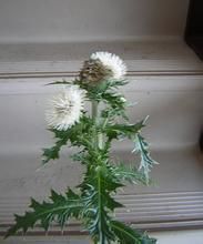 台灣大薊 台灣大薊