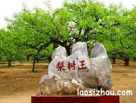 碭山梨樹王 碭山梨樹王