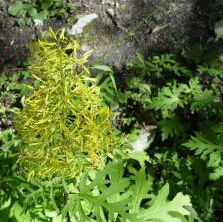 甘肅蟹甲草 甘肅蟹甲草