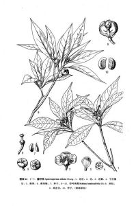 竹葉木荷 竹葉木荷