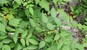 脫毛弓莖懸鉤子 脫毛弓莖懸鉤子