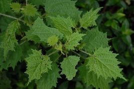 咬人蕁麻 咬人蕁麻