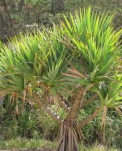 紅刺露兜樹 紅刺露兜樹