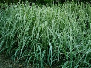 玉山紫羊茅 玉山紫羊茅