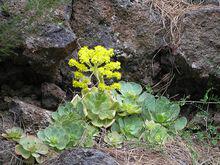 山地玫瑰[植物]