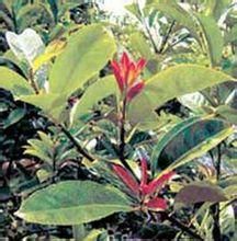 保亭冬青 保亭冬青