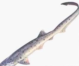 哈那鯊屬 哈那鯊屬