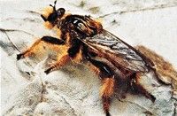 雙翅目食蟲虻科