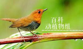 動物類詞條編輯指南