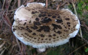 中華鵝膏 中華鵝膏