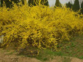 金鐘連翹 金鐘連翹