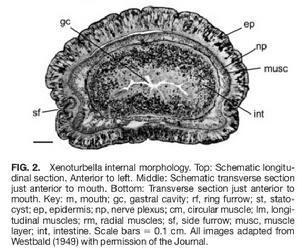 異渦蟲解剖結構圖