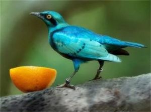 暗色輝椋鳥 暗色輝椋鳥