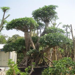 小葉榕樹 小葉榕樹