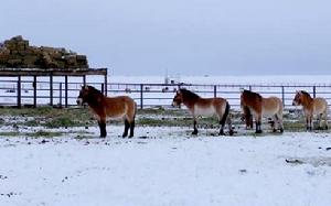 卡拉麥里保護區