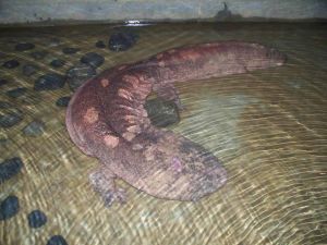 大鯢高效人工繁育技術 大鯢高效人工繁育技術