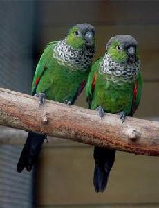 Pyrrhur屬 Pyrrhur屬