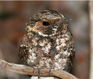 波多黎各夜鷹 波多黎各夜鷹