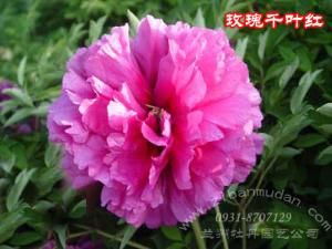 千葉玫瑰 千葉玫瑰