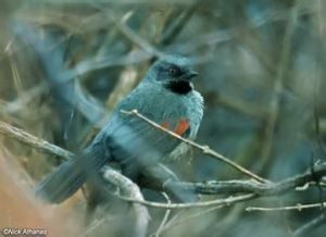 雷氏針尾雀 雷氏針尾雀