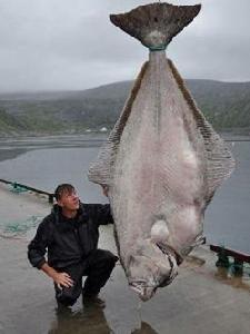 馬可和他捕獲的比目魚