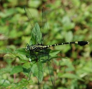 帕維長足春蜓 帕維長足春蜓
