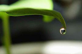 滴水葉尖 滴水葉尖