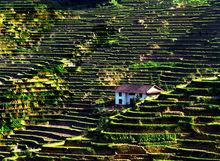 長坪鄉[江西井岡山市長坪鄉]