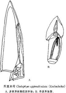 爪室水母 爪室水母