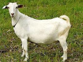 東弗利遜奶羊 東弗利遜奶羊