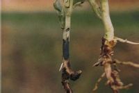 蠶豆立枯病 蠶豆立枯病